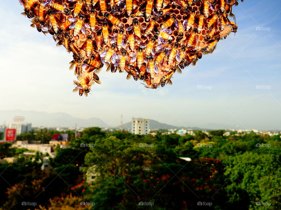 beautiful view of a bee hive