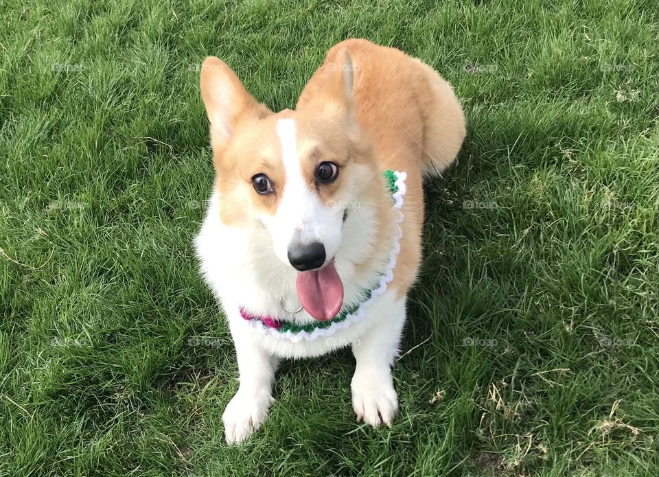 Happy Corgi 