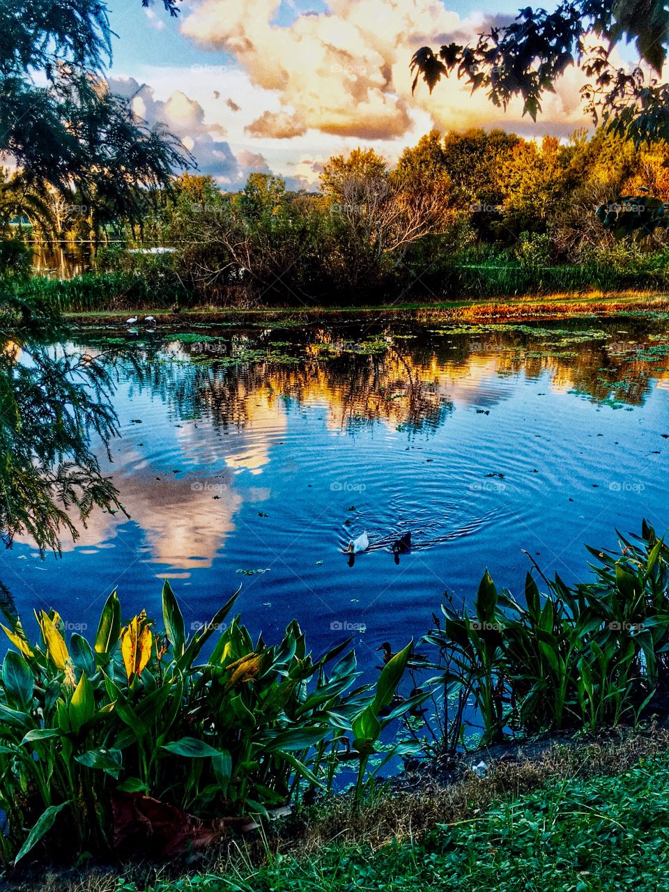 Autumn is here! Sunset over pond with ducks