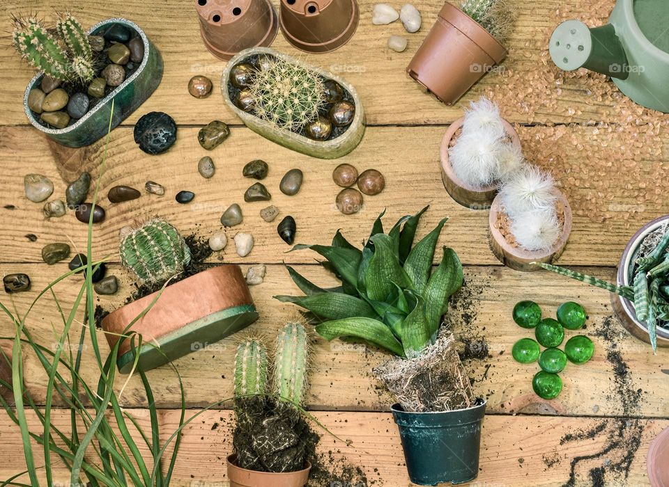 Flat lay of re-potting cactus and succulent plants into resin pots that I made, against a wooden background 