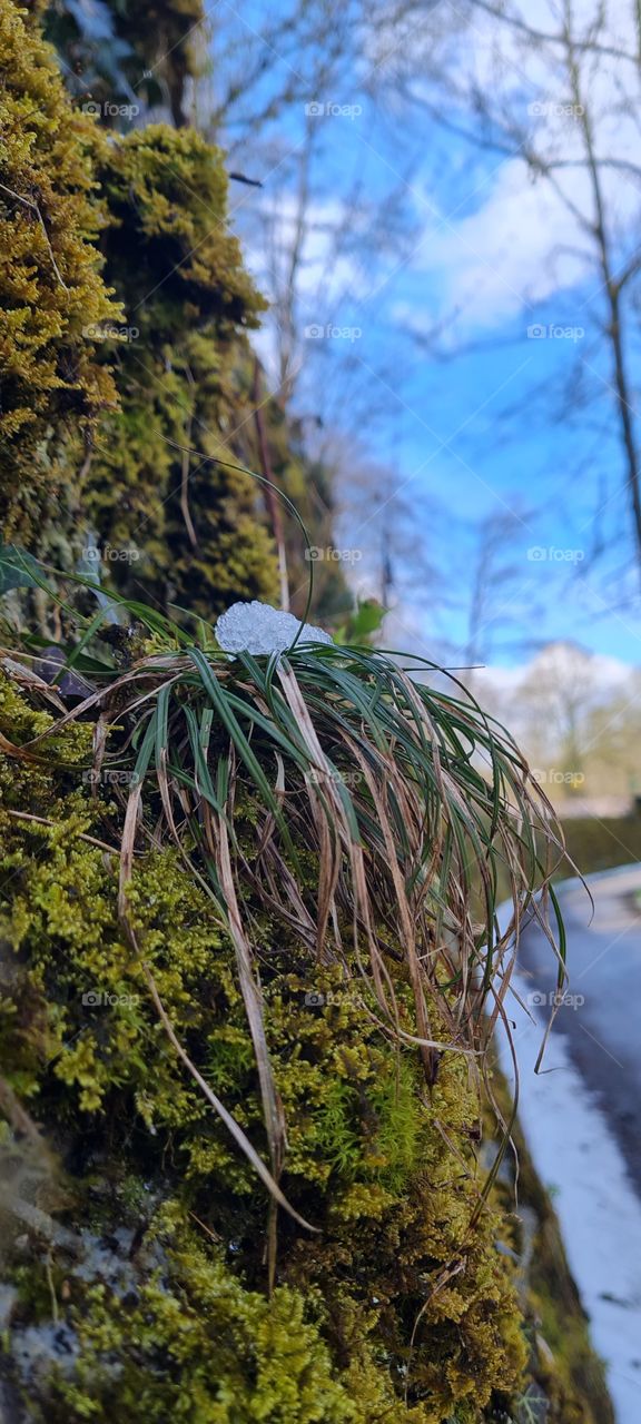 Schnee auf Gras