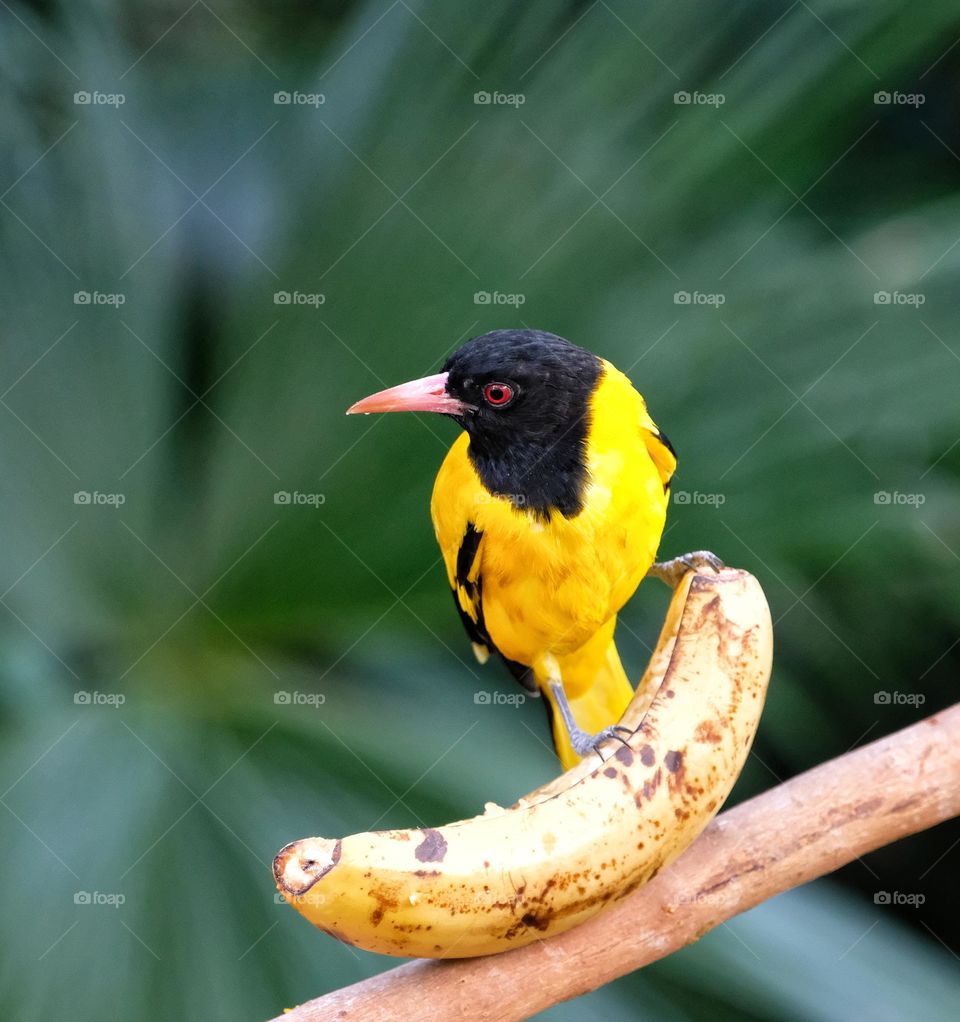 yellow bird with banana African Black-headed Oriole