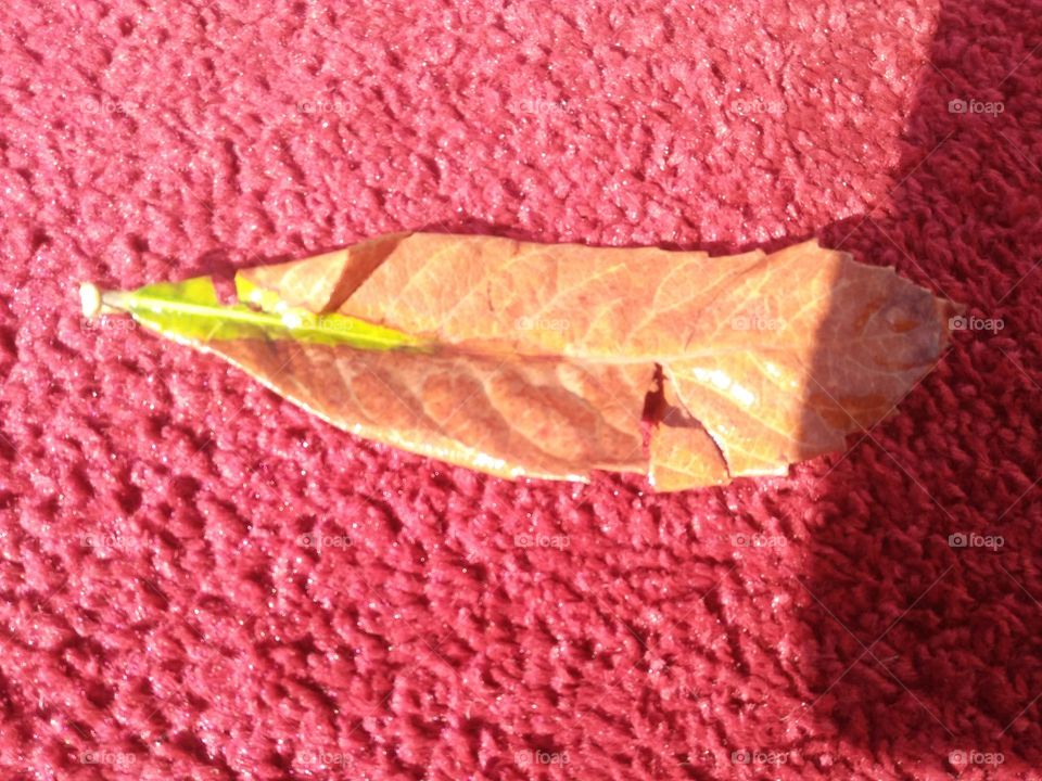 Dried leaf in carpet