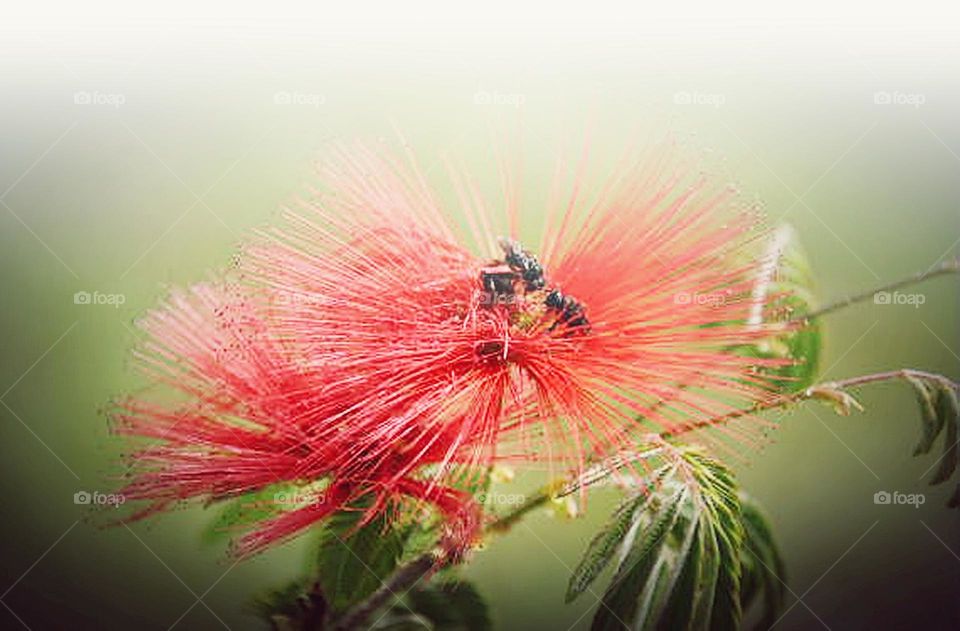 Flor beira rio