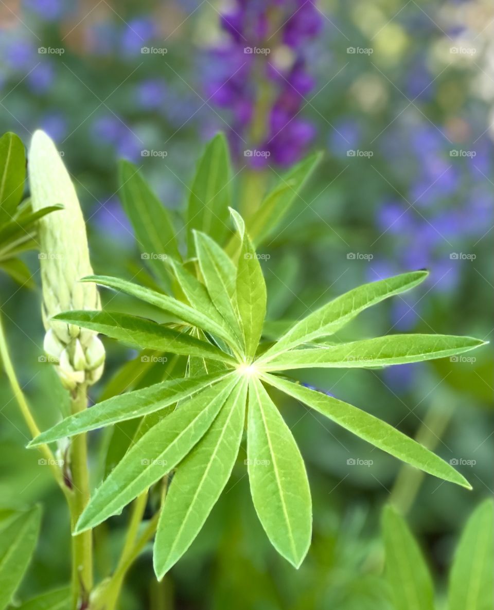 Budding spring lupine flower 