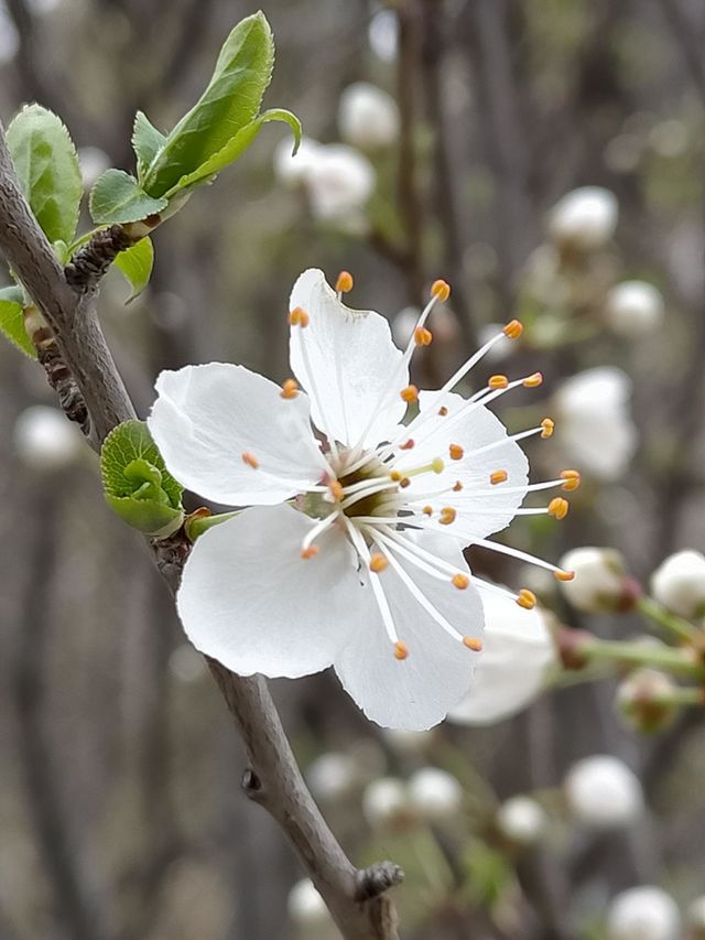 White flower