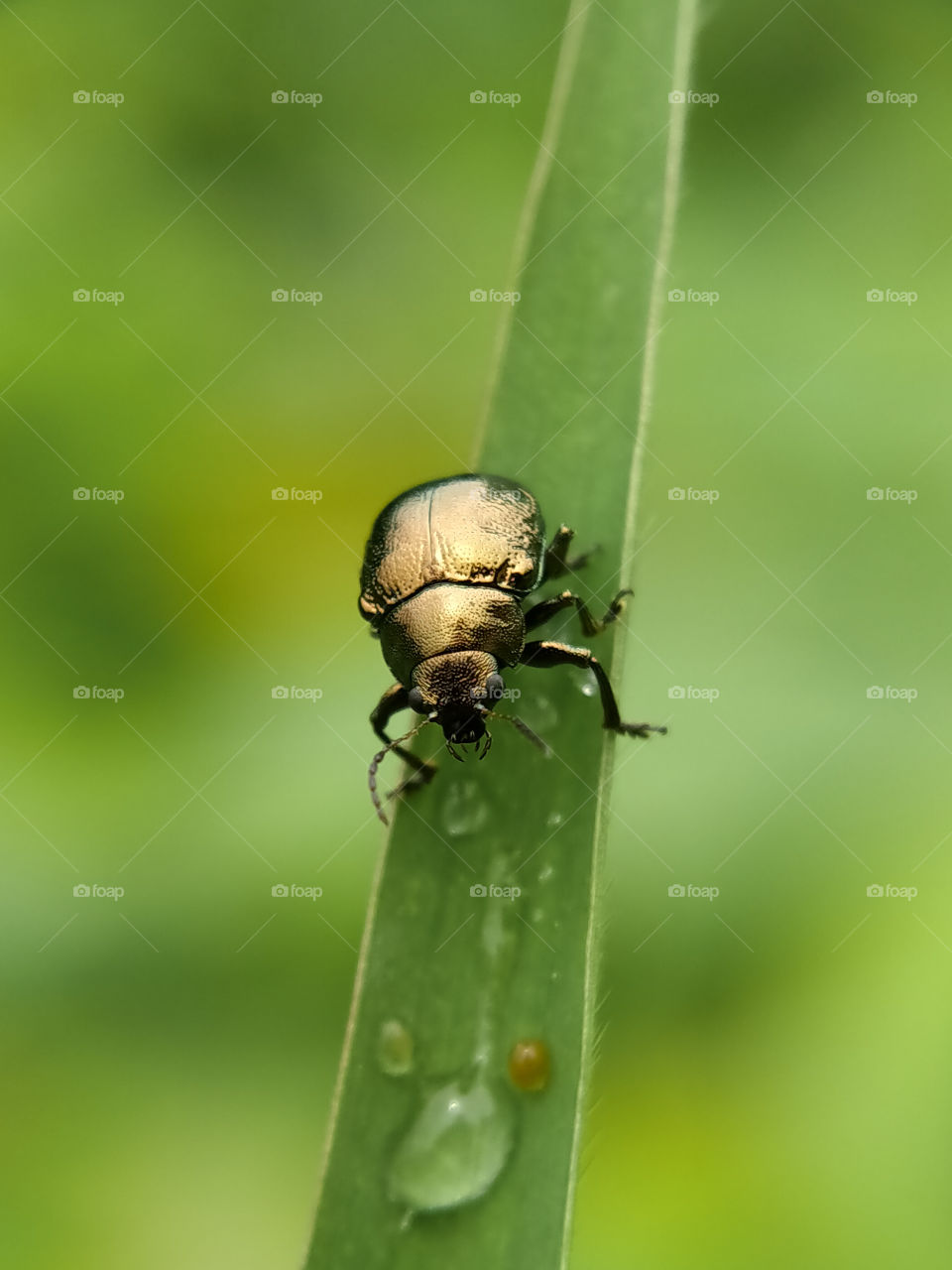 A very rare golden yellow beetle. Look at its shiny body, like a gold!