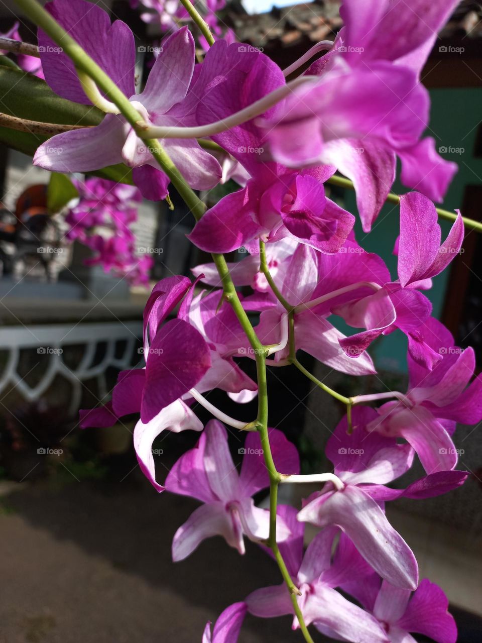 The flowers are purple and neatly arranged so they are widely collected
