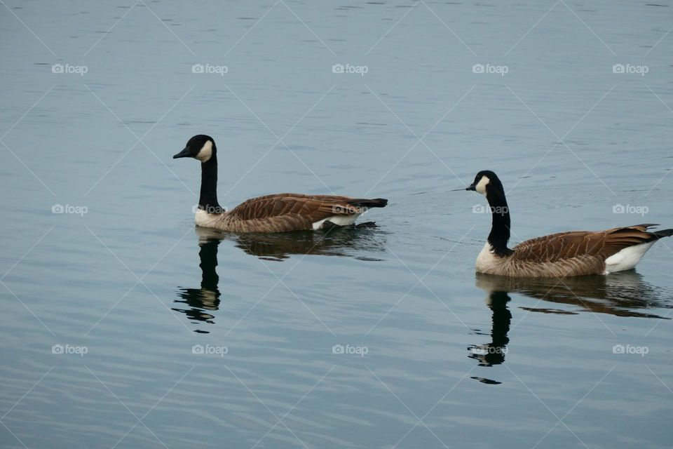 Gänsepaar auf einem See