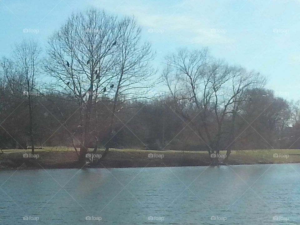 bald eagles in tree