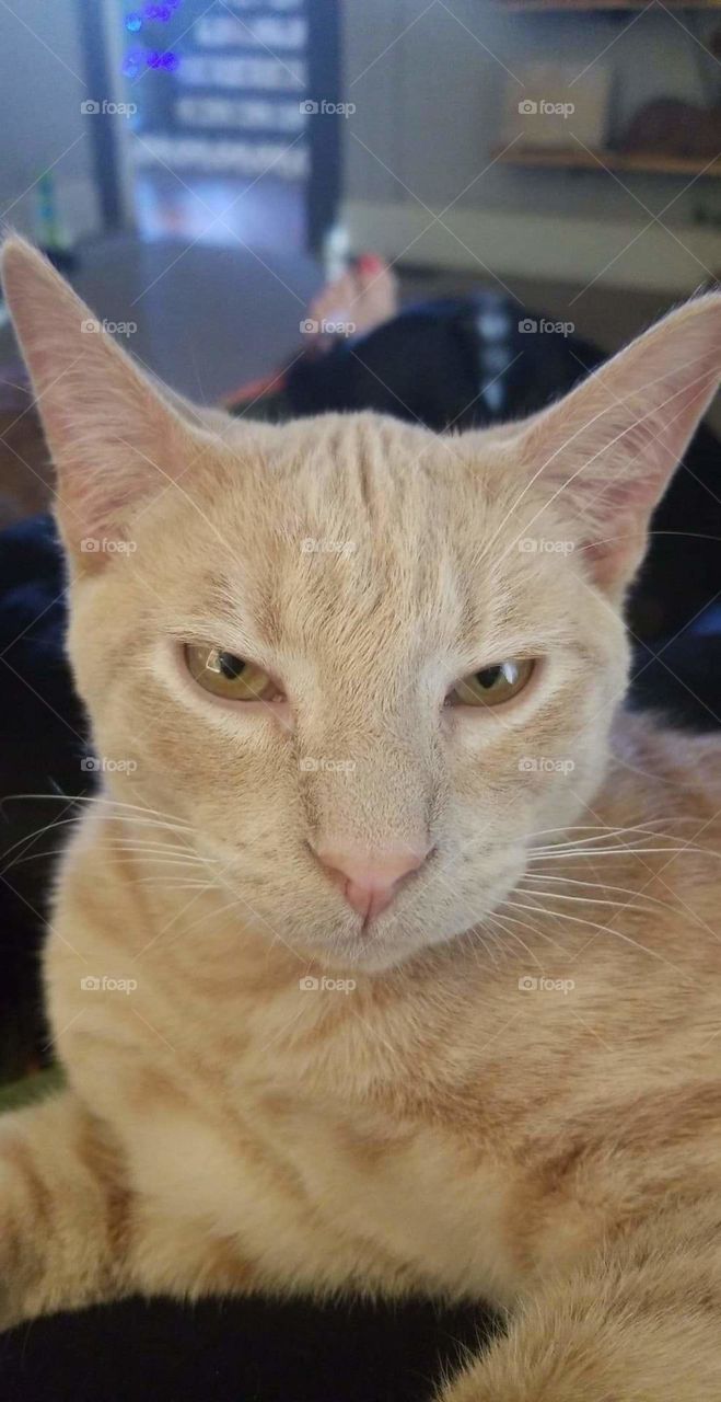 Golden kitty looking grumpy