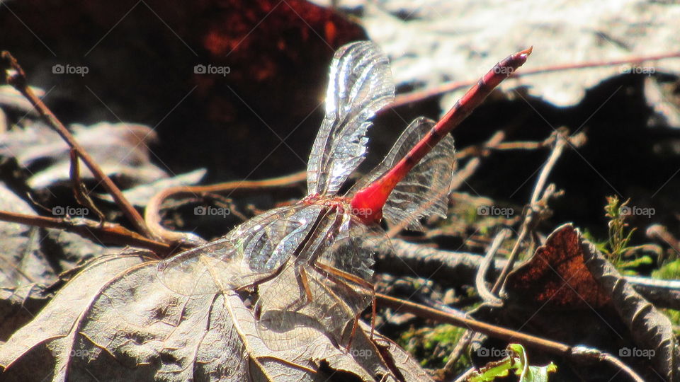 Nature, No Person, Outdoors, Tree, Leaf