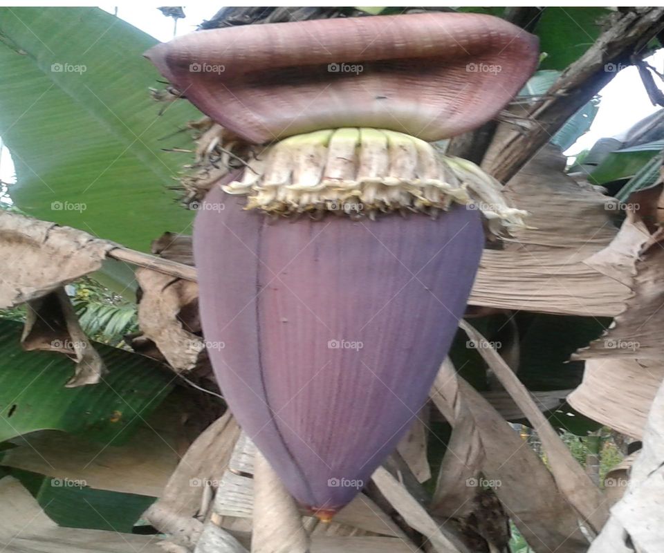 Banana flower is known as Koldil