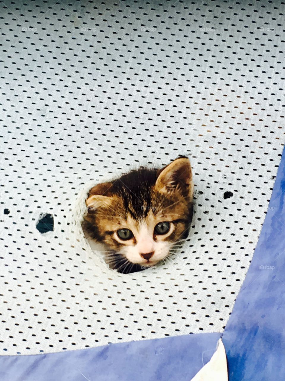 Kitten with head in a hole 