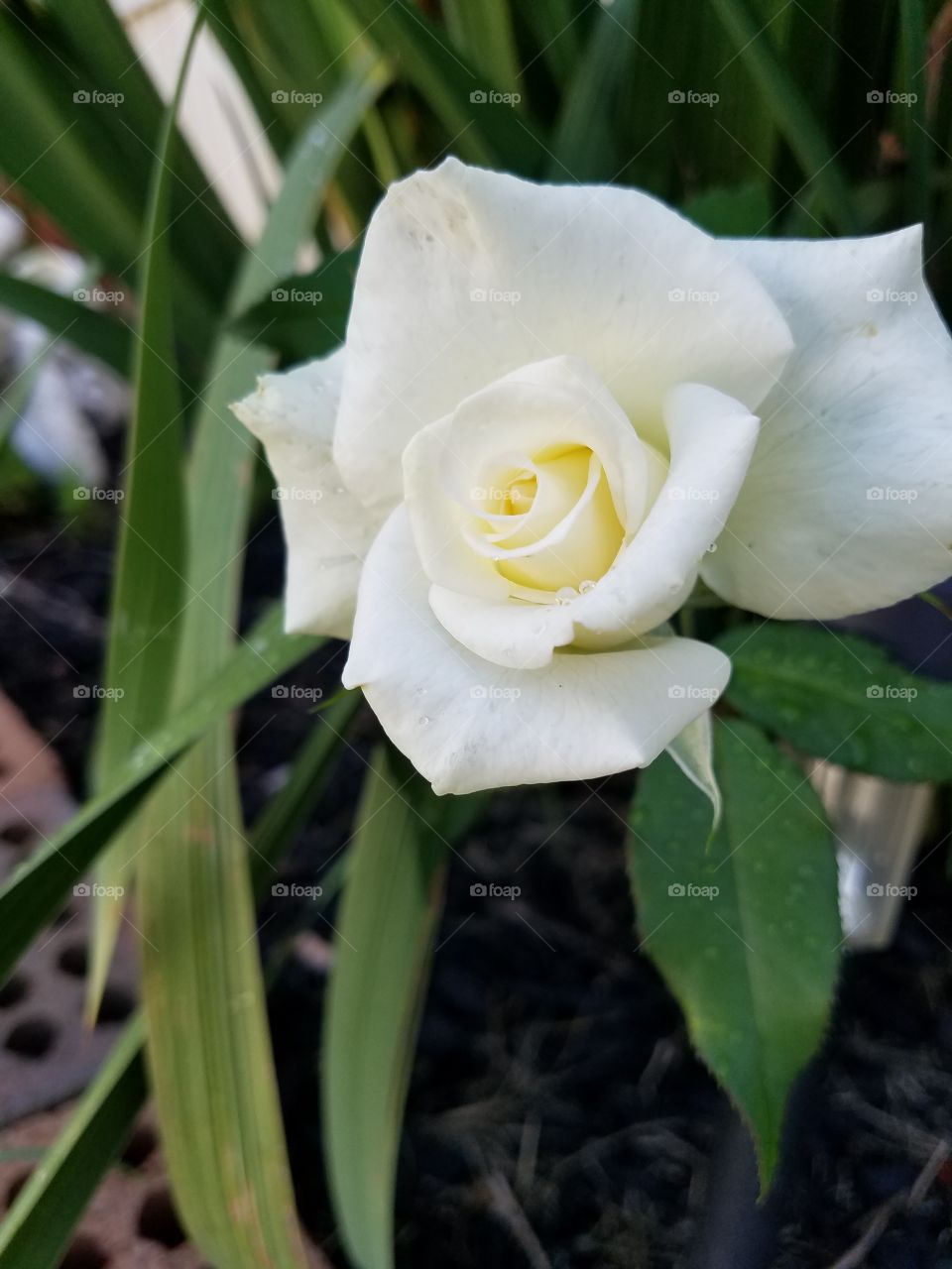 White and Spotted Pink Rose
