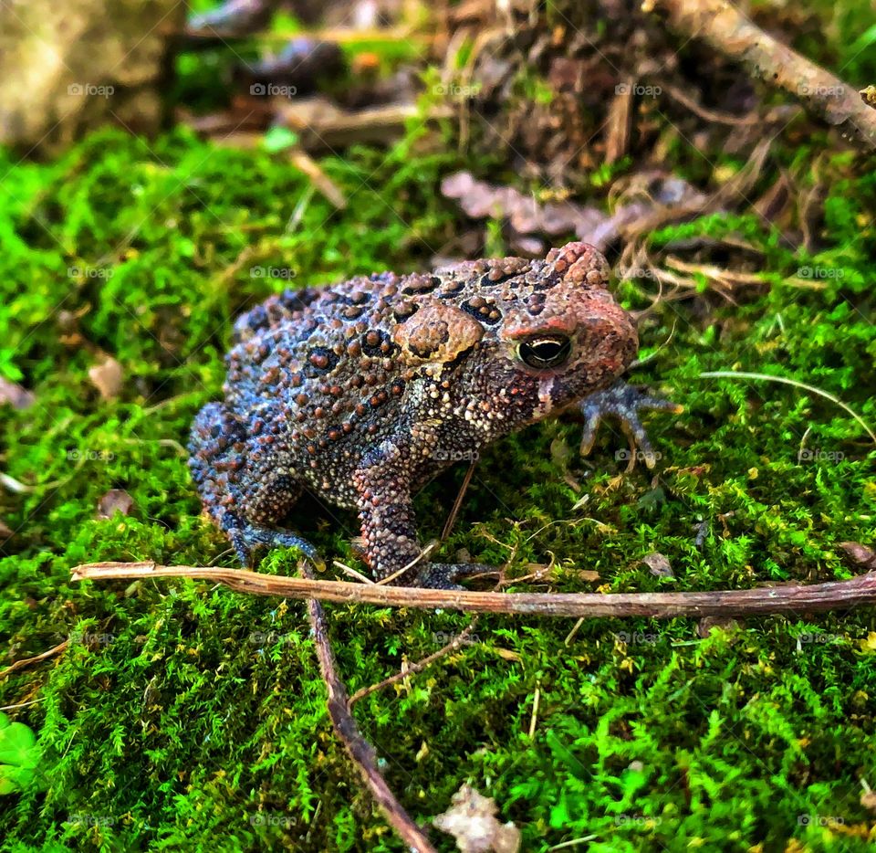 Cute baby toad—taken in Dyer, Indiana 