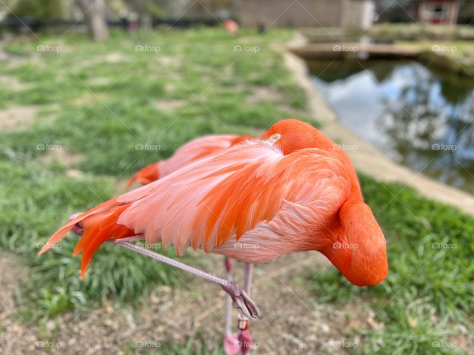 Closeup of vivid coral flamingo standing on one leg with head tucked into its wing for a nap.