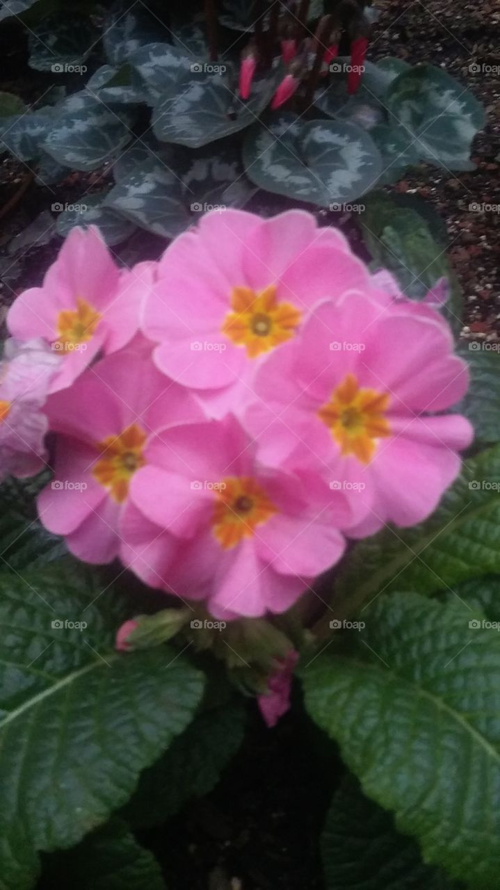 pretty pink flowers