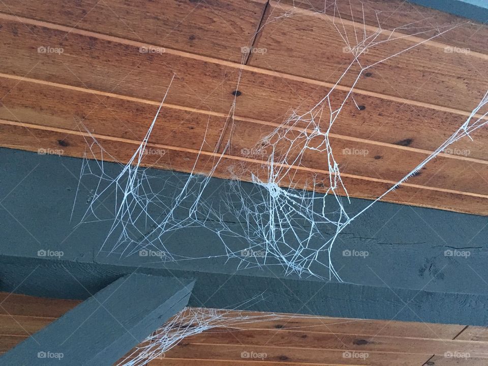 Hoarfrost spider web.