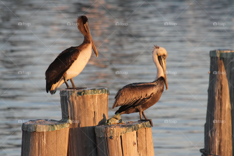 A pair of pelicans