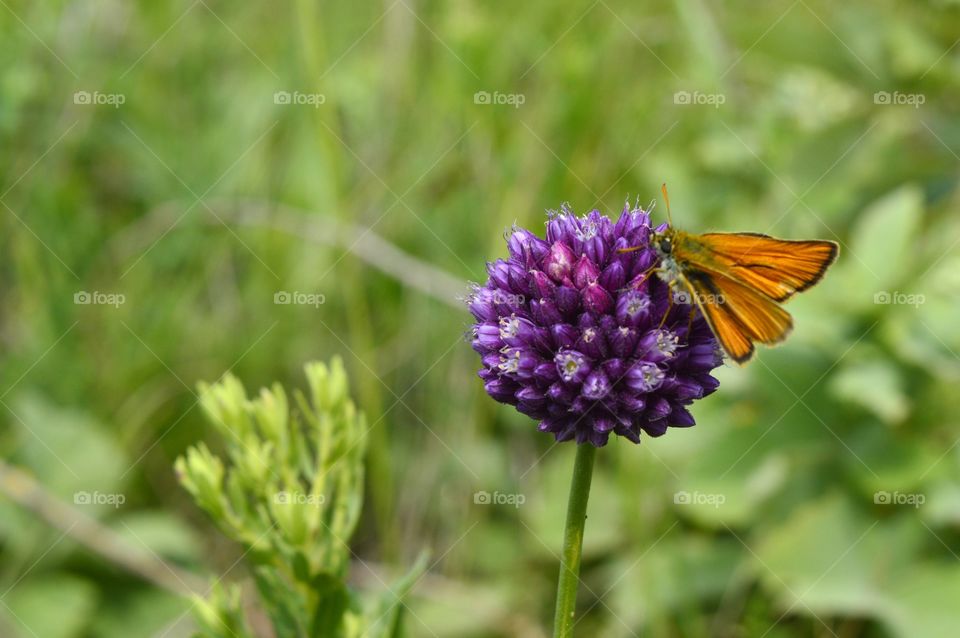 macrophoto with flower