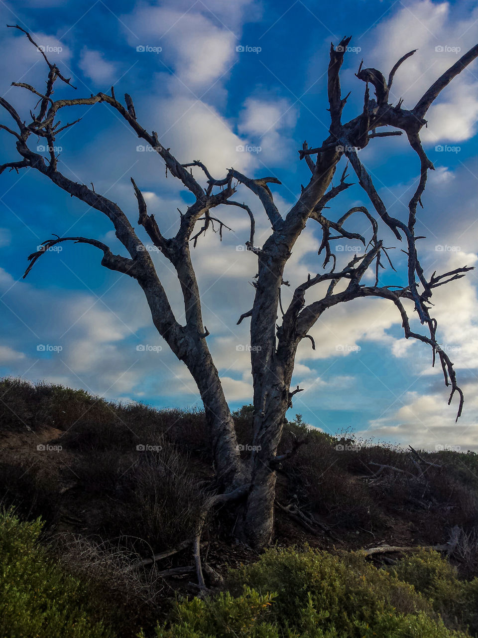Dead tree against sky