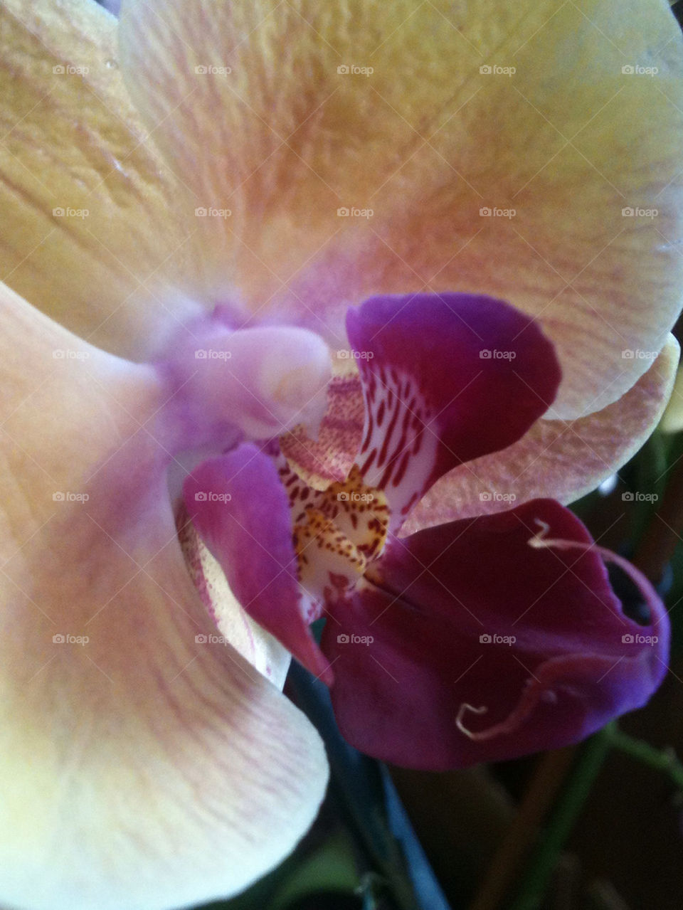 YELLOW AND PURPLE ORCHID