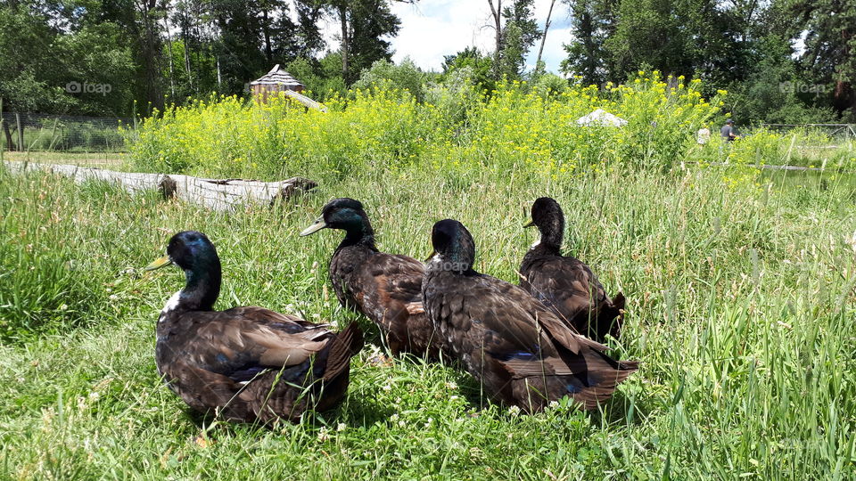 A Bunch of Ducks