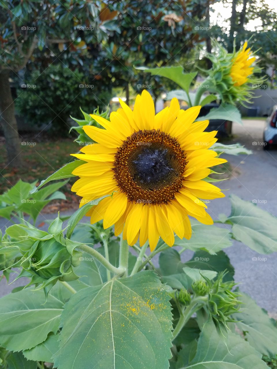 Happy sunflowers