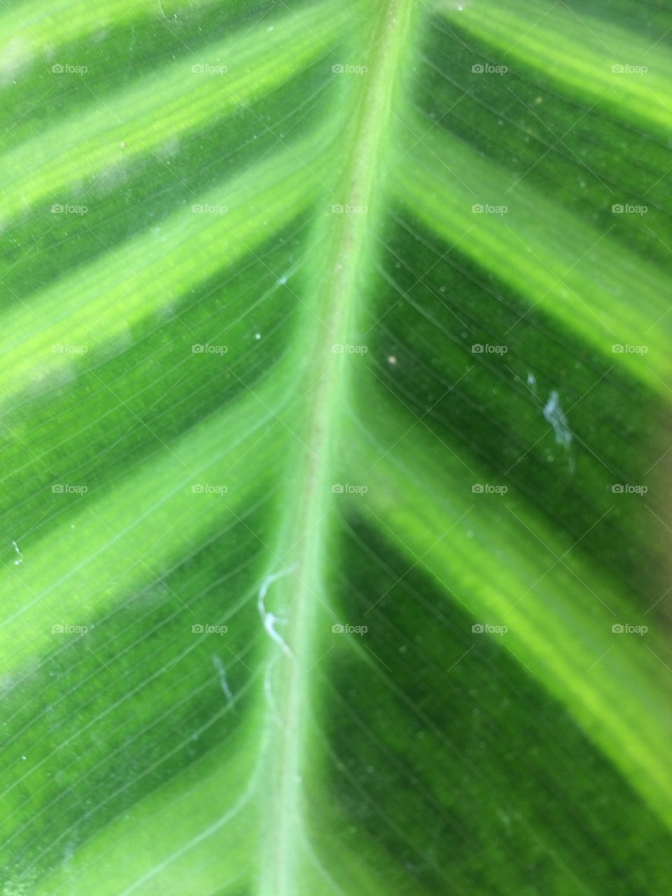 A beautiful leaf artistic texture 