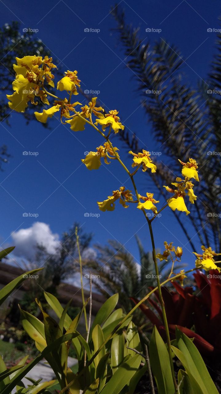Yellow orchids