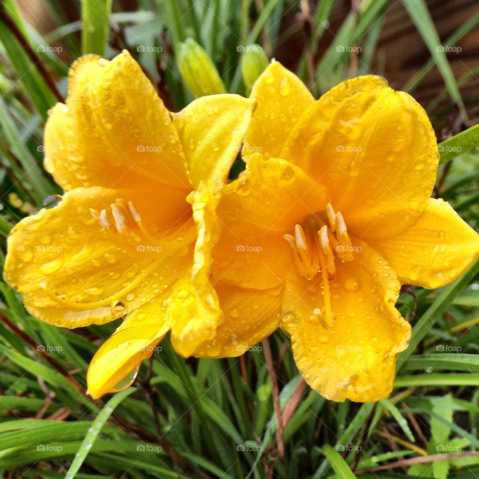 Beautiful yellow flowers with water drops 
