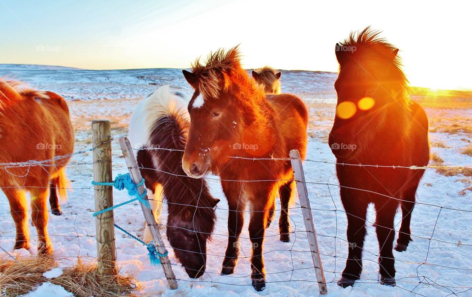 Icelandic horse