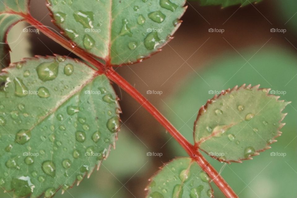 Red stem of a rose bush