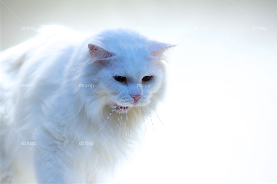White Norwegian forest cat