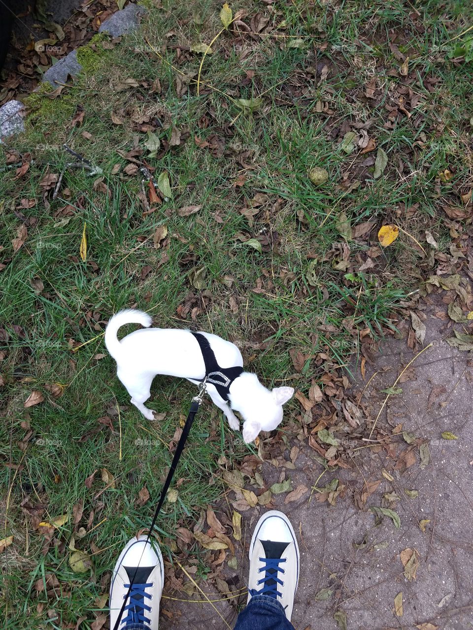 Chickie goes for a walk