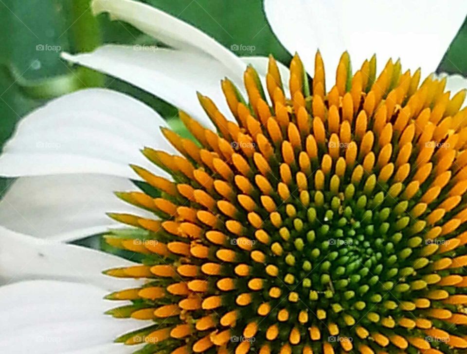 Cone Flower - White