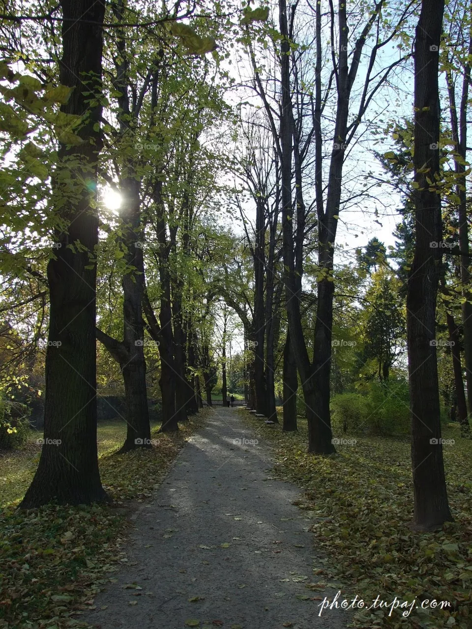 trees