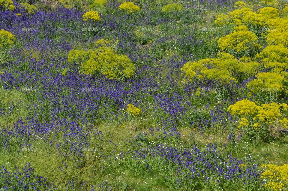 Flower, Nature, Flora, Landscape, Field