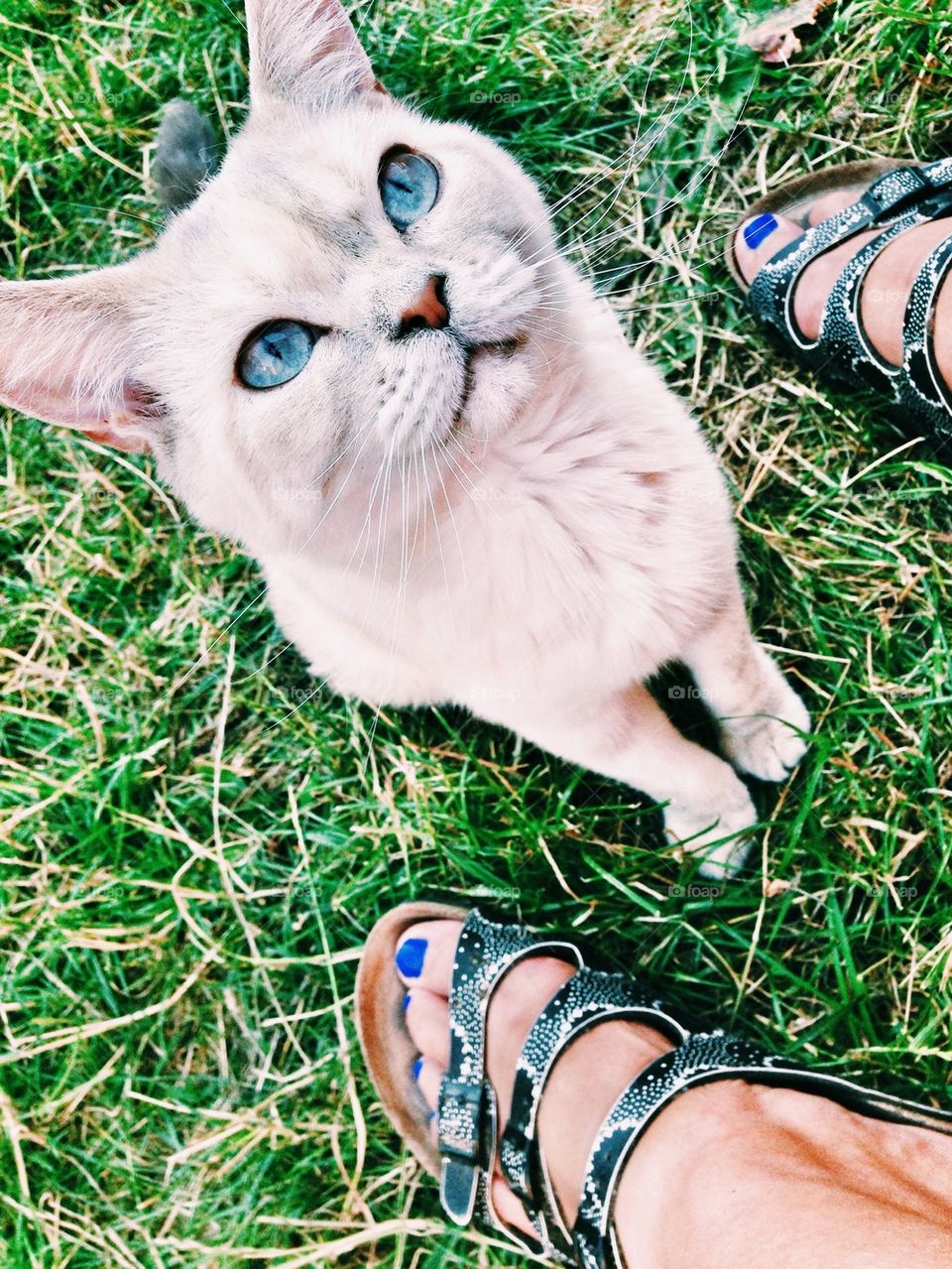 blue eyed cat