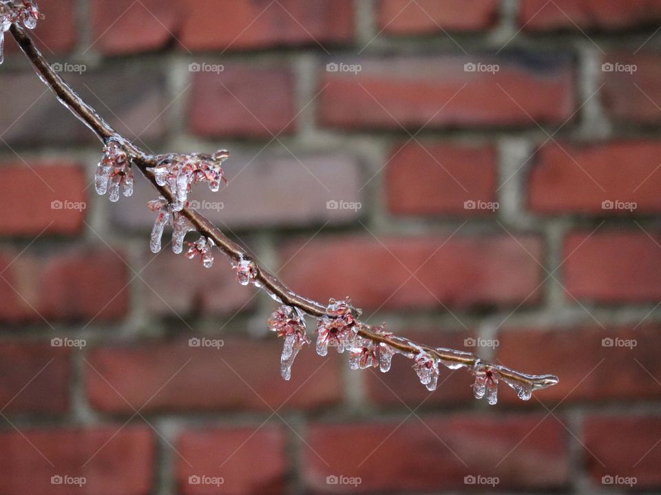 Freezing rain on budding branch