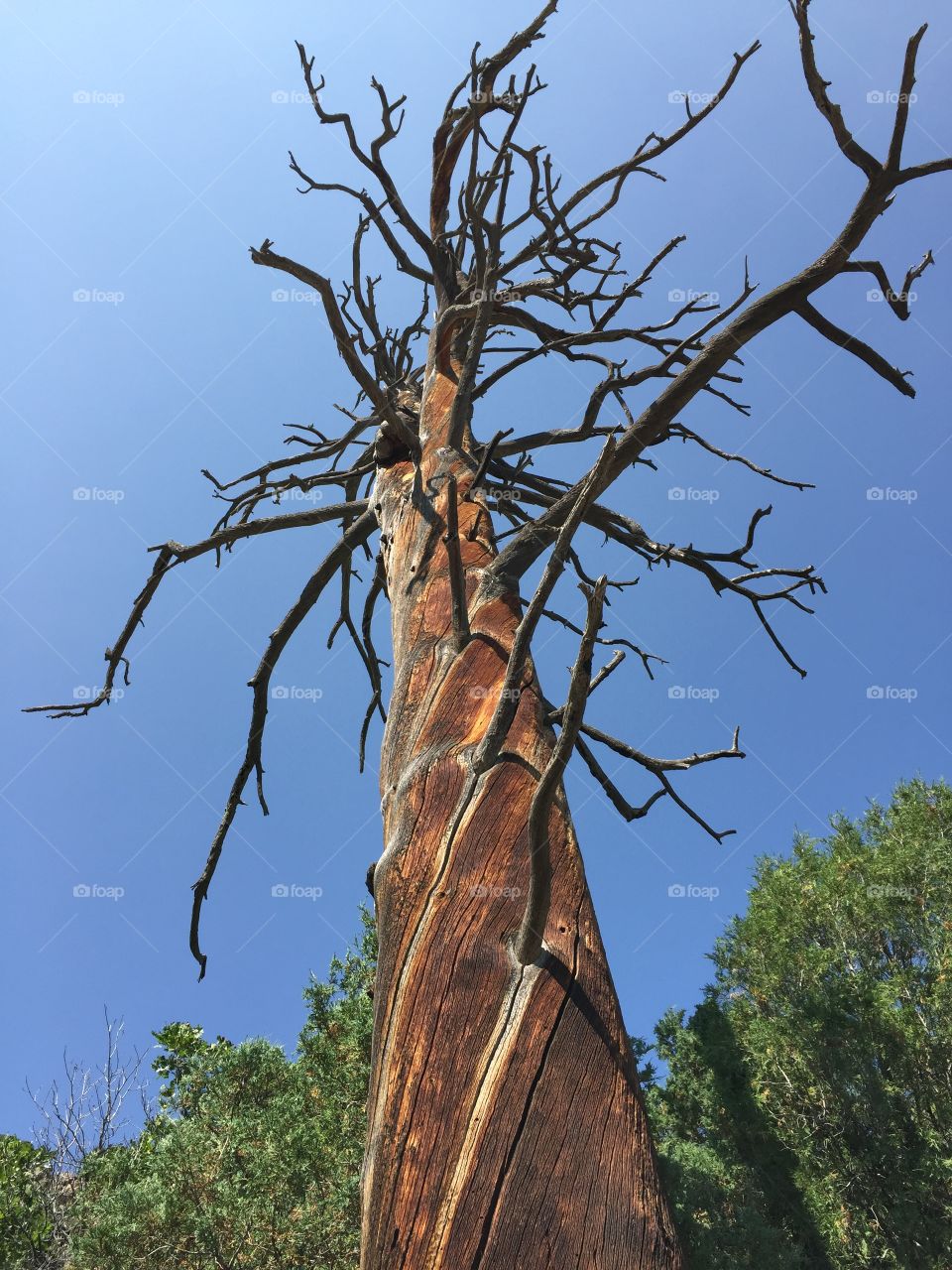 Curecanti Creek Dead Tree. Came across this tree hiking a beautiful trail in Colorado