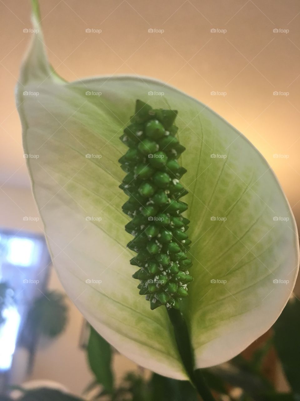 Mauna Loa Peace Lily