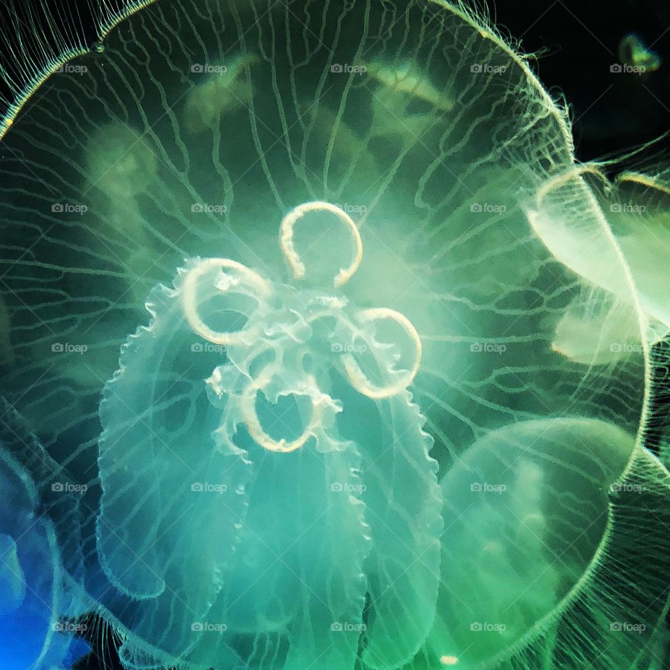 Close-up of a jellyfish swimming at Odysea Aquarium in Scottsdale, AZ