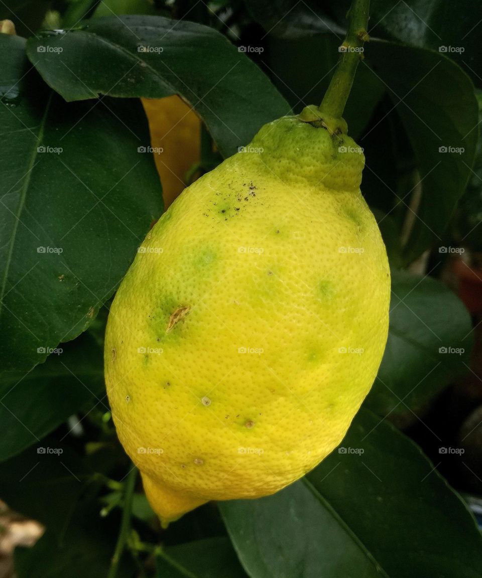 Lemon tree