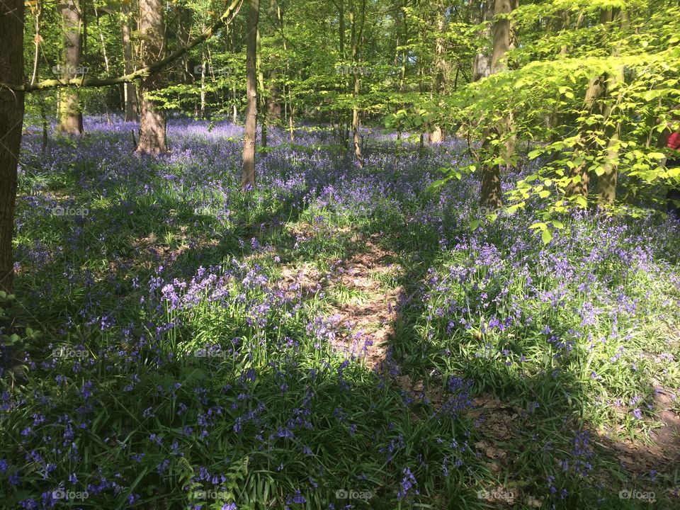 English bluebell wood