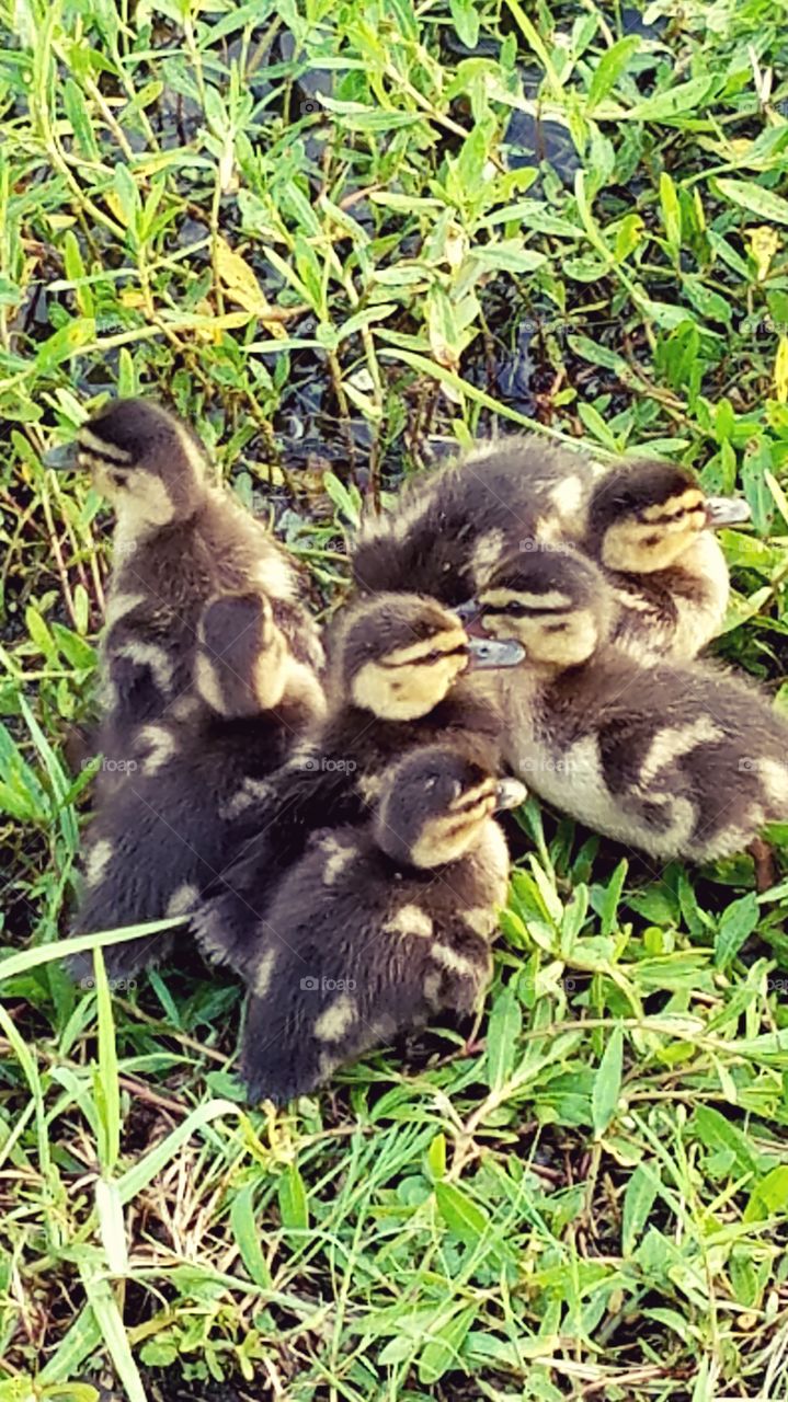 Ducklings lake side feeding