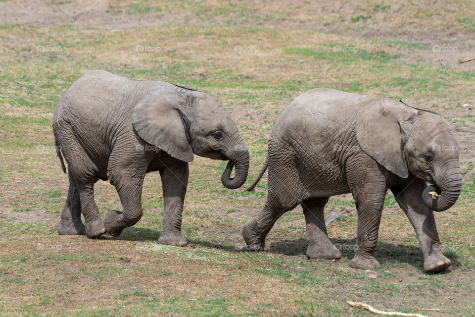Best friends , two baby elephants , bästa vänner, två elefantungar 