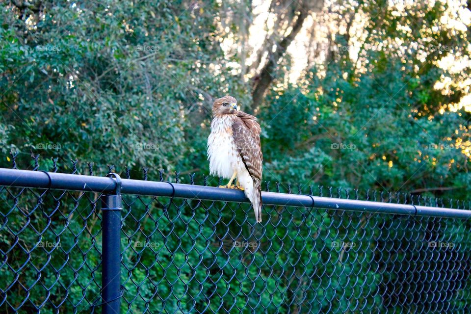 Hawk. This hawk ruffled its feathers when I got close to it and let me get this great shot!