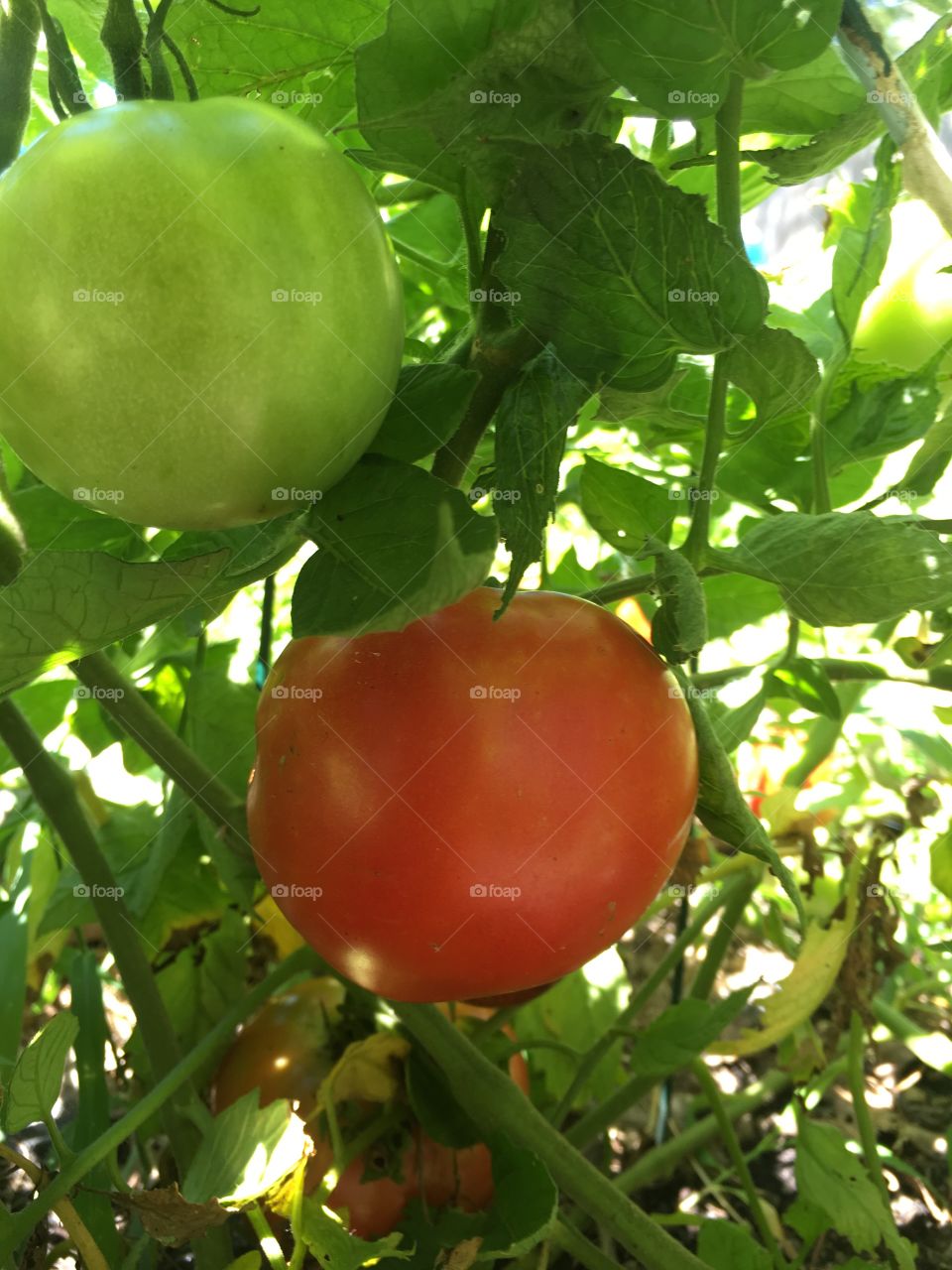 Delicious tomatoes from the garden